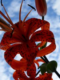 Cemetary flower